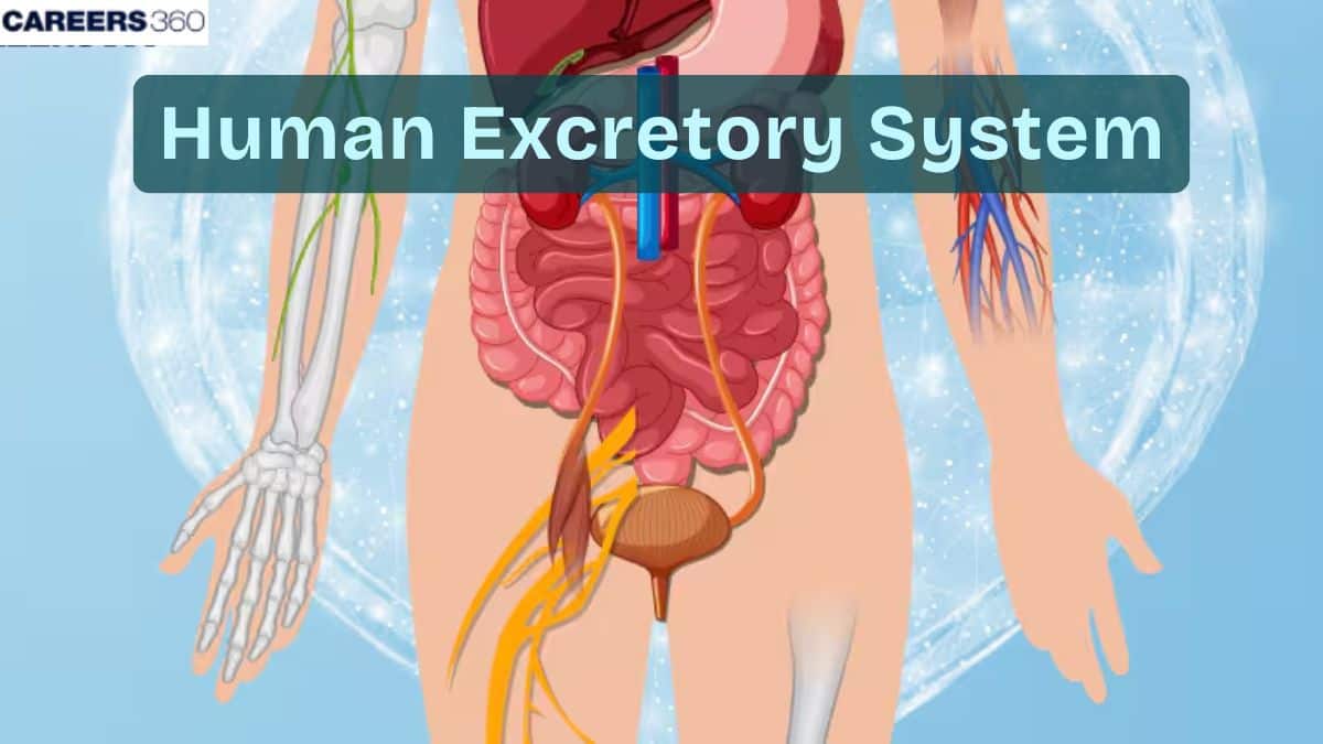 Human Excretory system: Definition, Diagram, Function